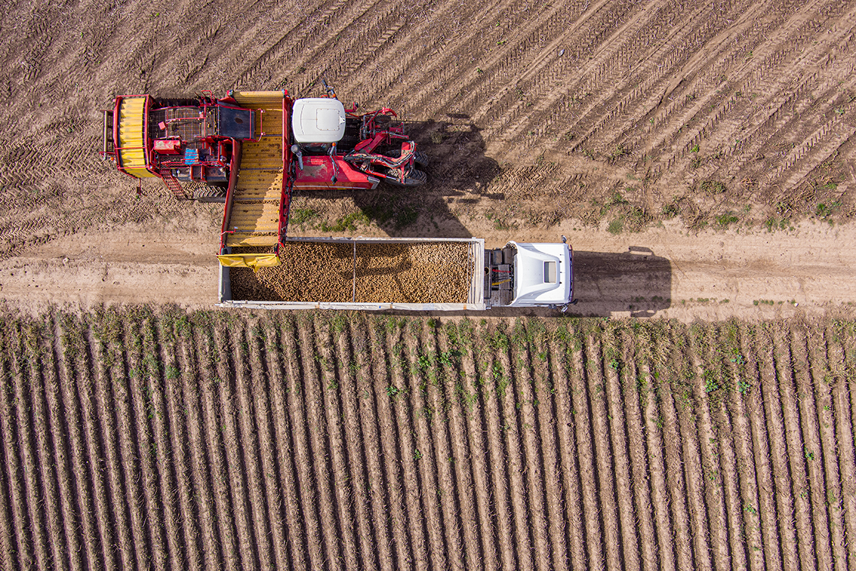 Agricultural potato combine harvester loads potatoes into truck at field.